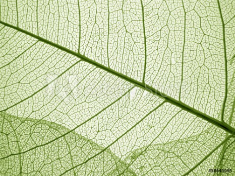 Picture of green leaf texture